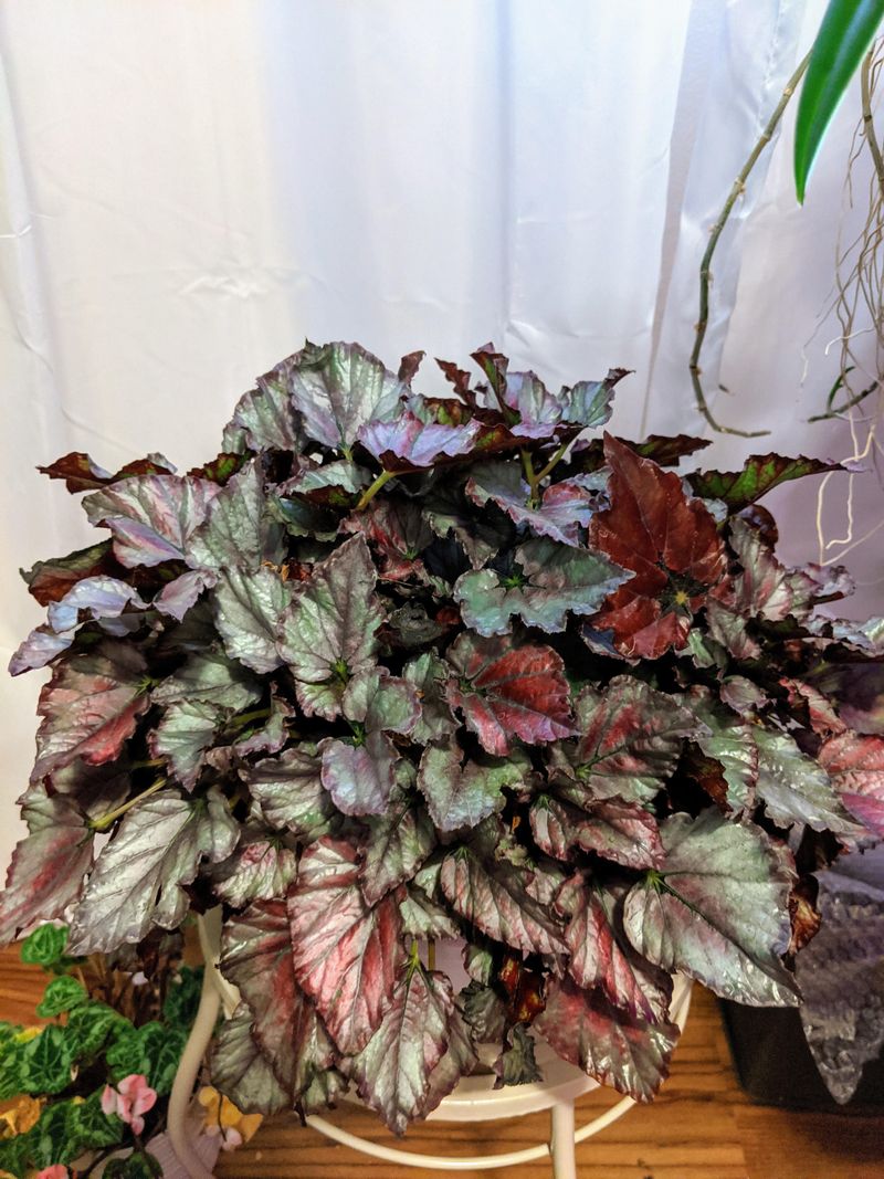 Rex Begonia