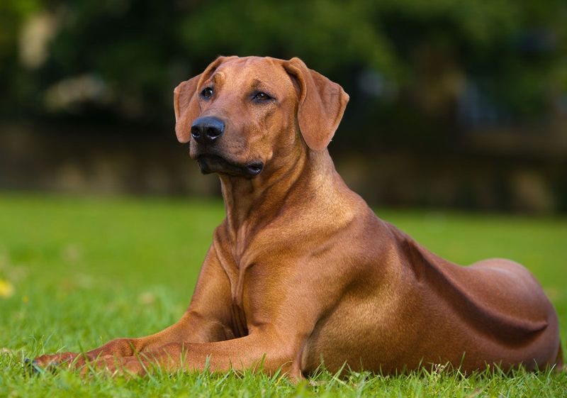 Rhodesian Ridgeback