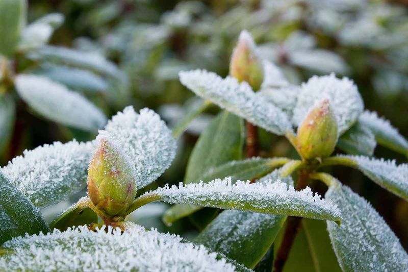 Rhododendrons