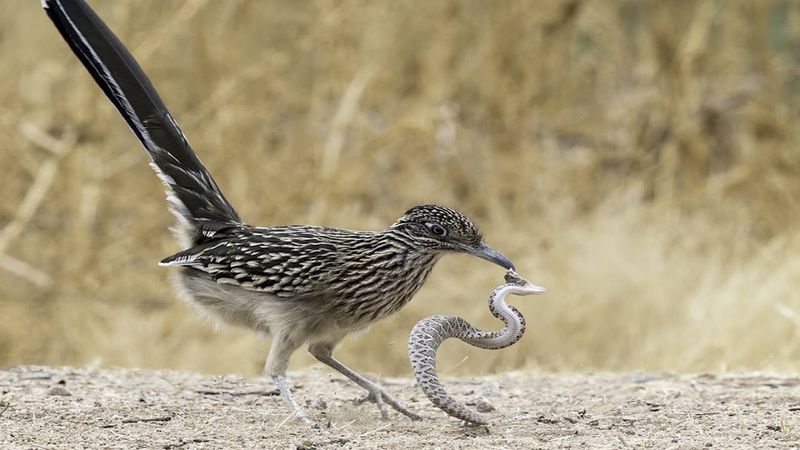 Roadrunner