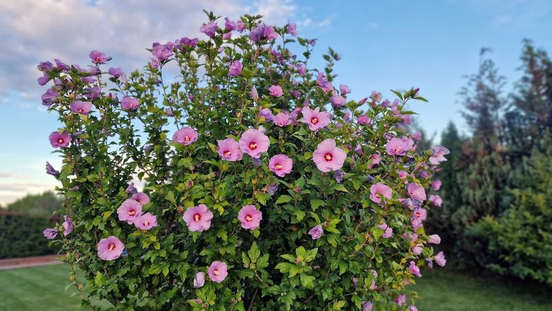 Rose of Sharon