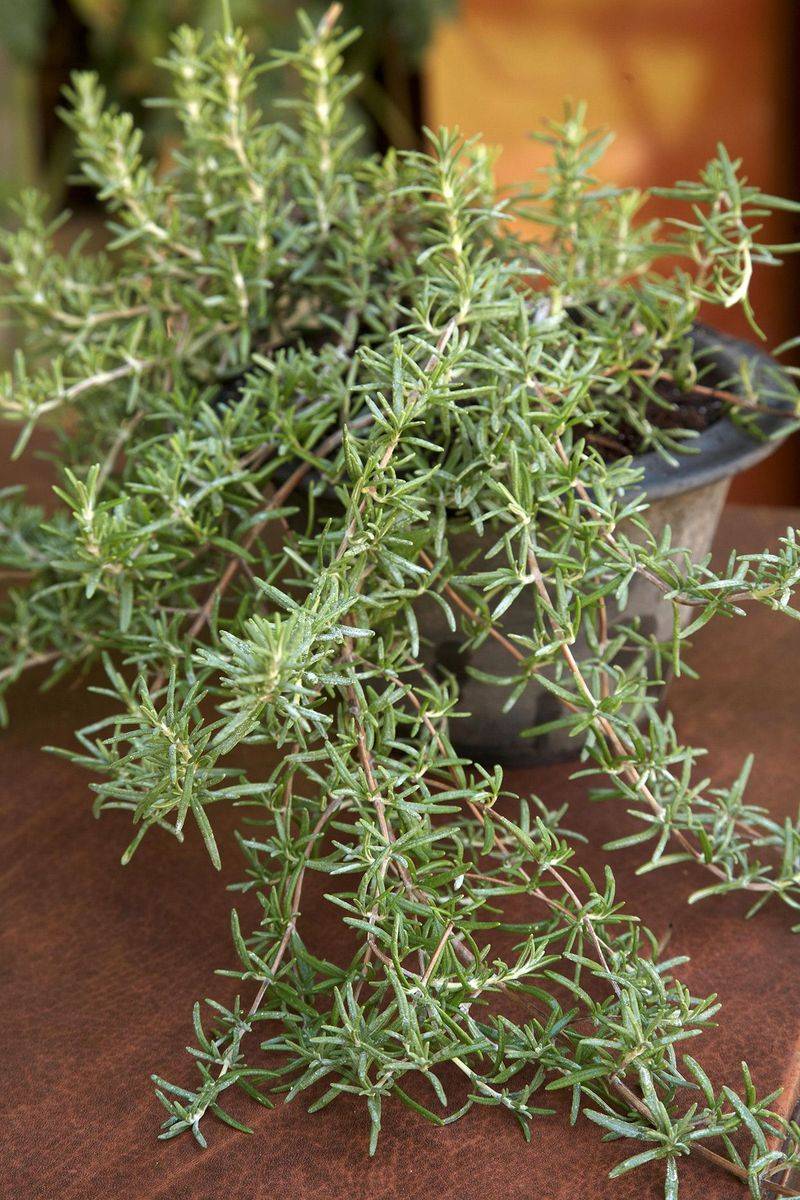 Rosemary