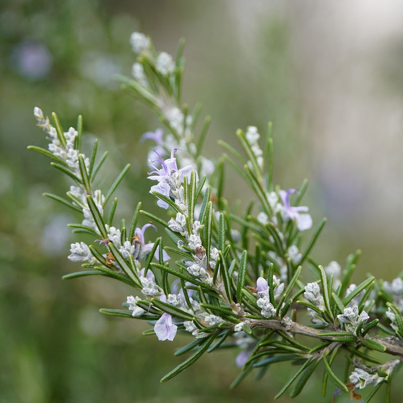 Rosemary