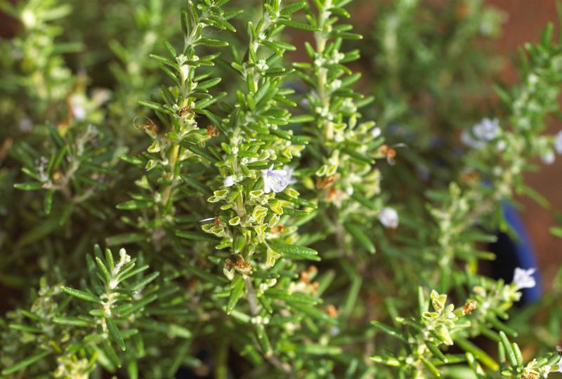 Rosemary