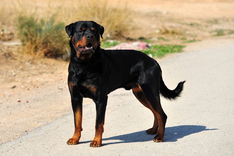 Rottweiler