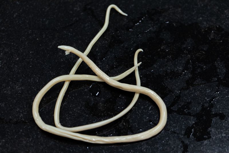 Roundworms