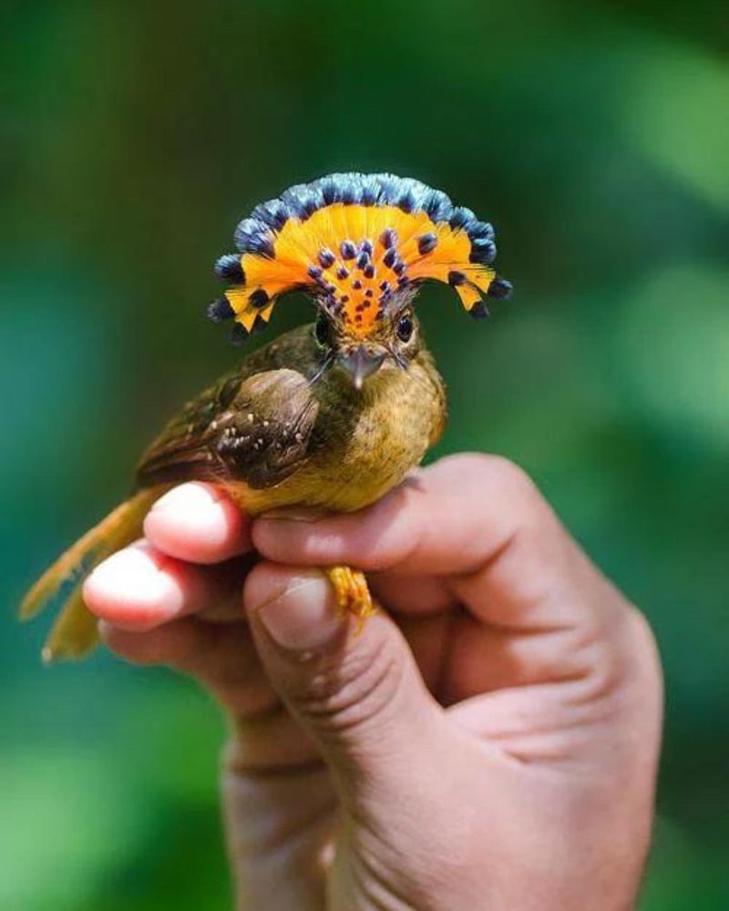 Royal Flycatcher