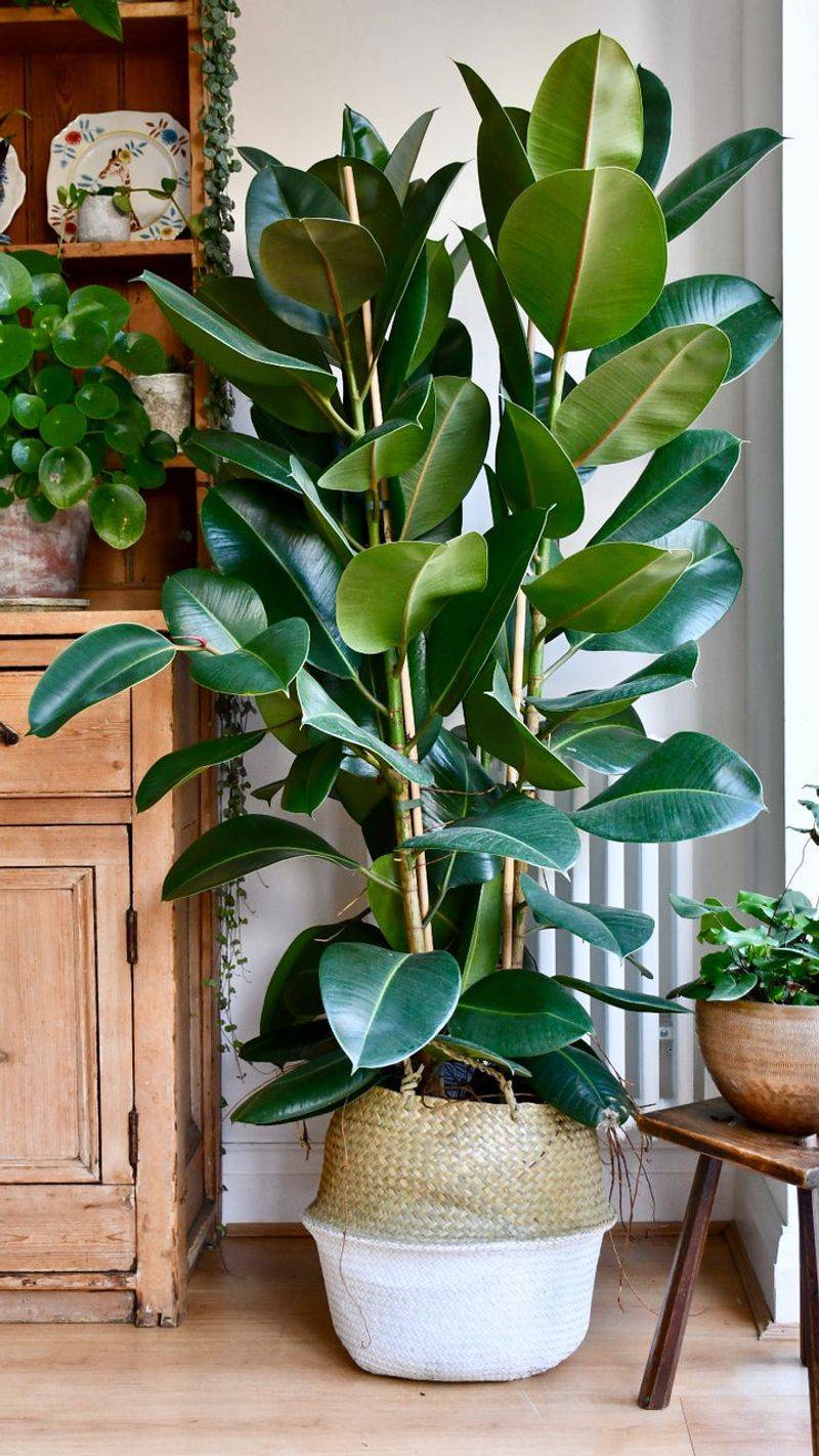 Rubber Plant (Ficus elastica)