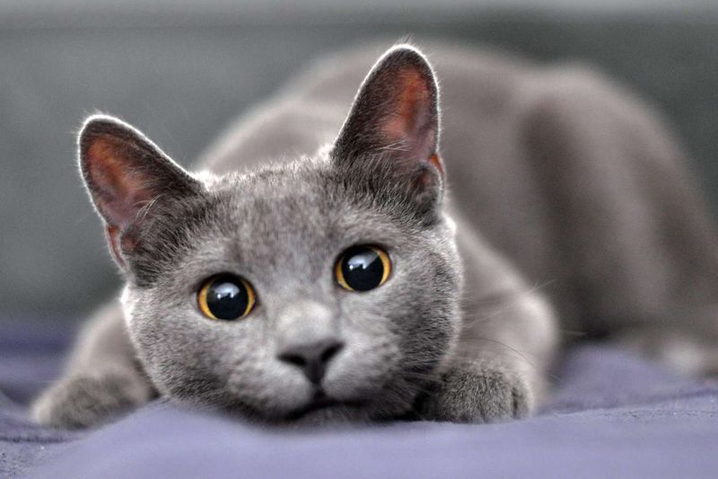 Russian Blue