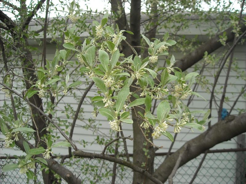 Russian Olive