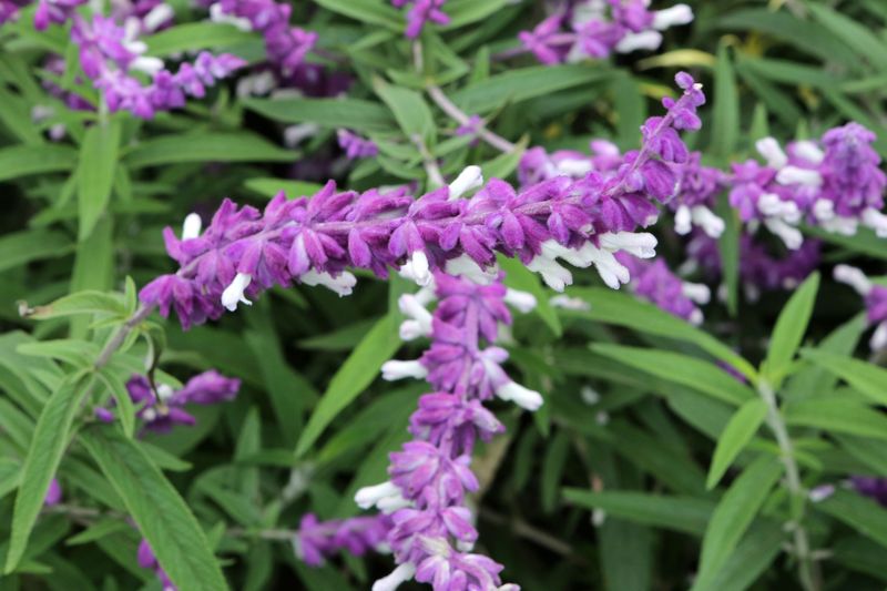 Salvia divinorum