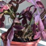 Save Your Christmas Cactus! Why It’s Turning Purple and 5 Simple Fixes to Bring It Back to Life