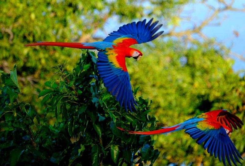 Scarlet Macaw