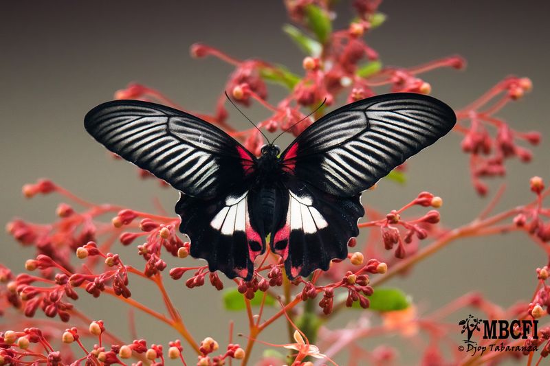 Scarlet Mormon