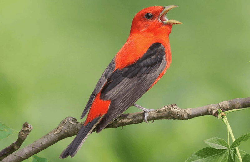 Scarlet Tanager