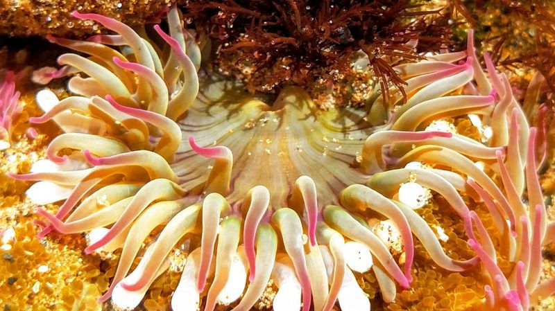 Sea Anemone Mushroom