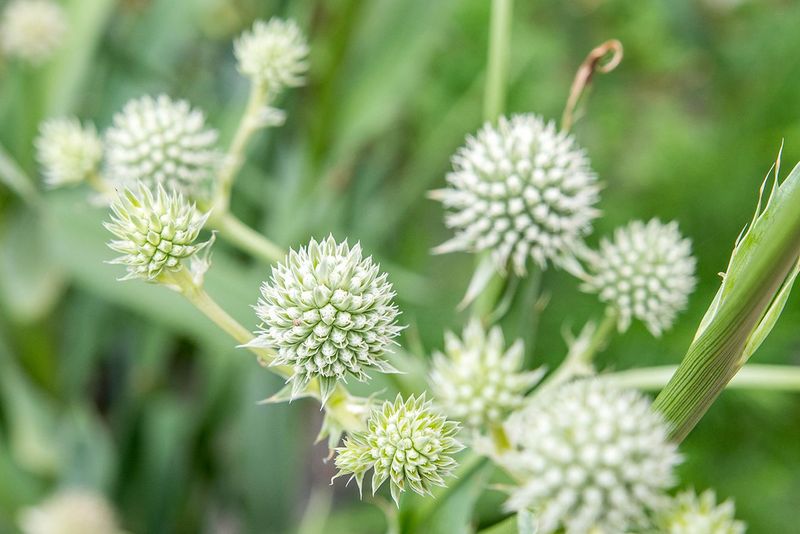 Sea Holly