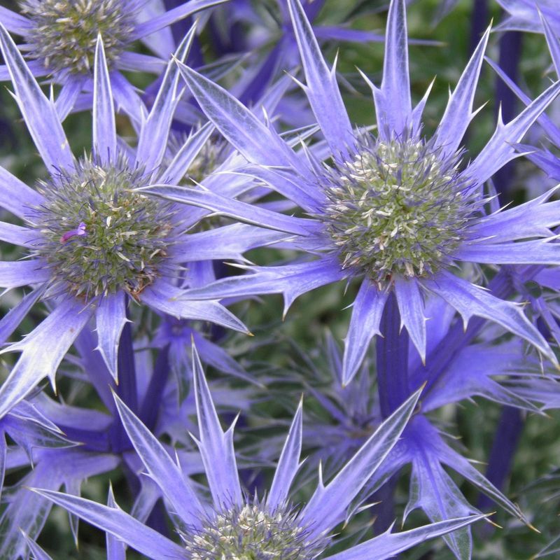 Sea Holly