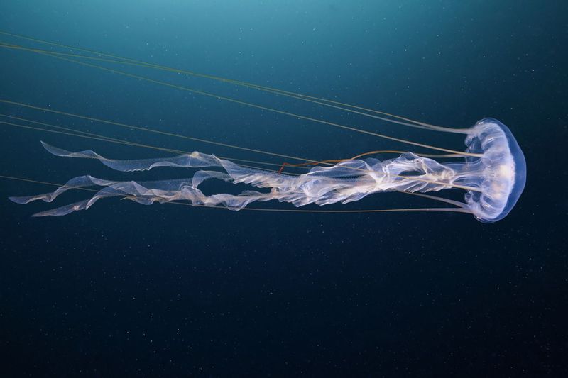 Sea Nettle Jellyfish