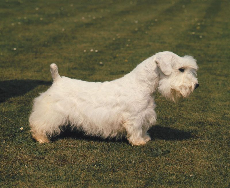 Sealyham Terrier