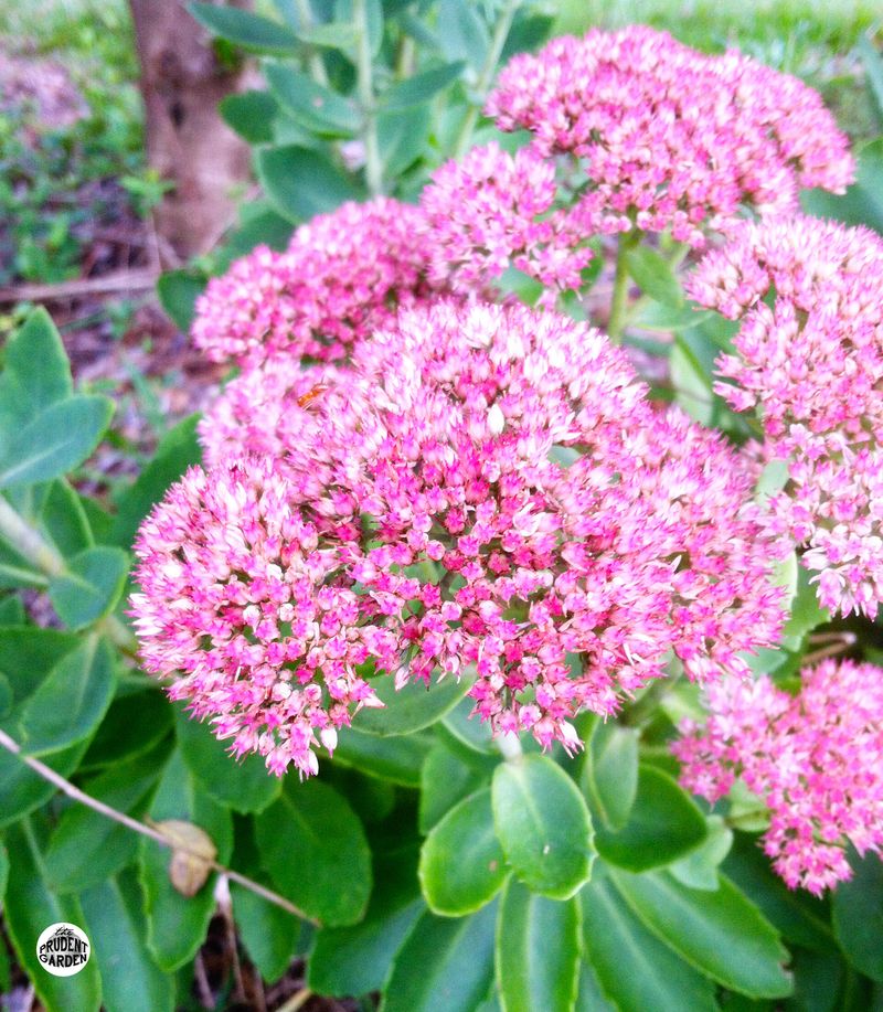 Sedum 'Autumn Joy'