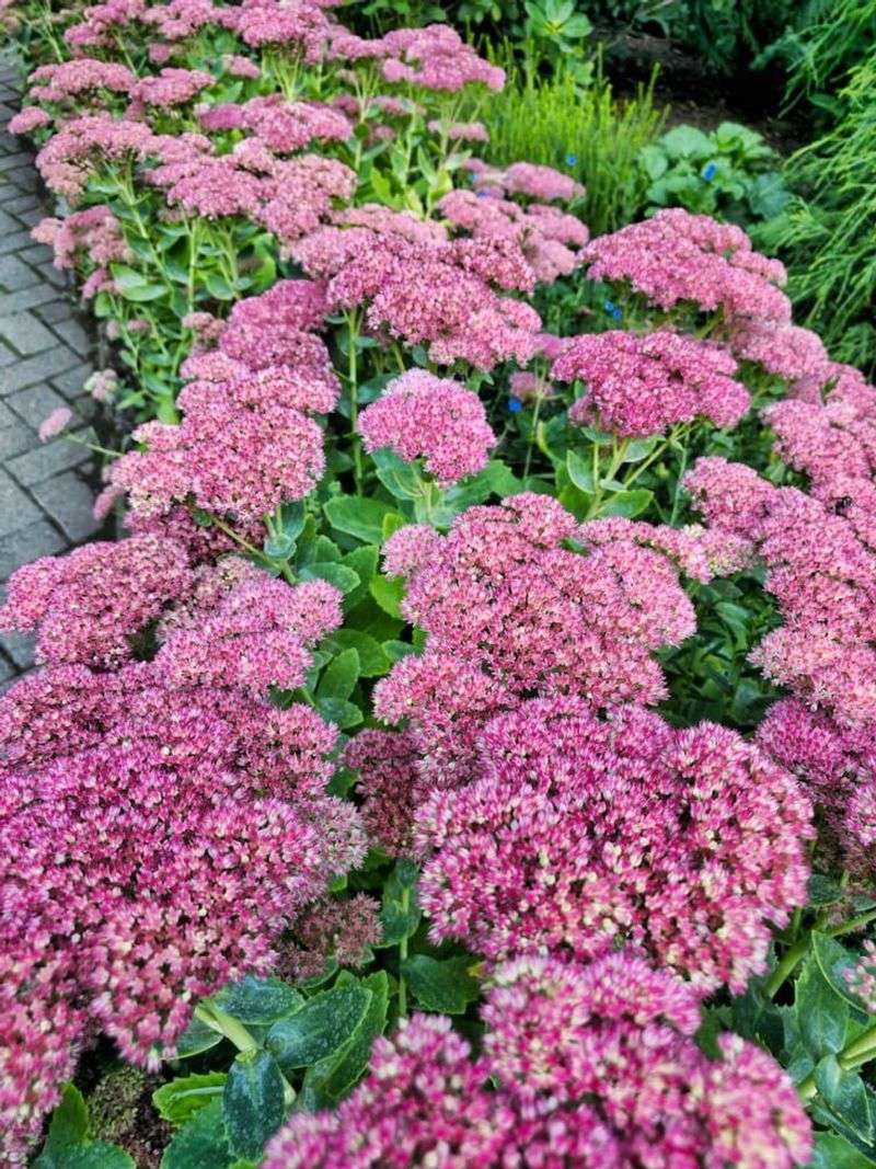 Sedum