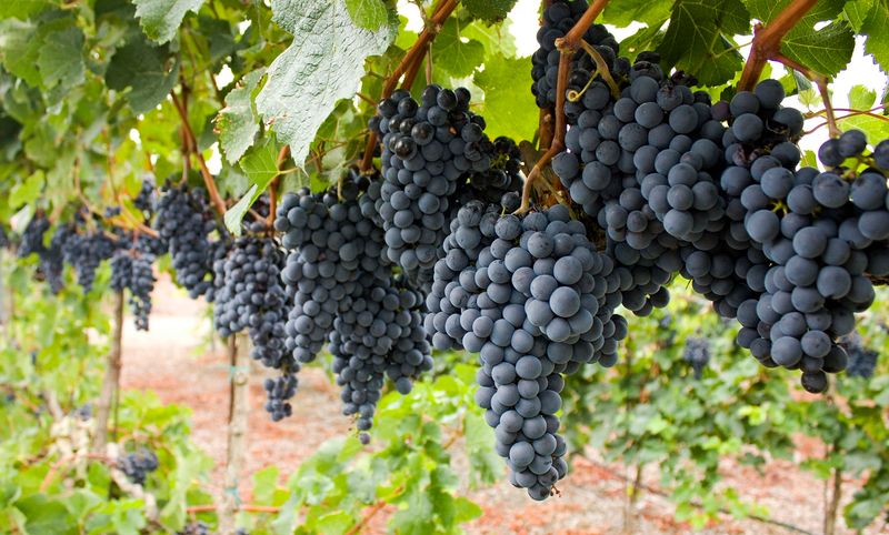 Selecting the Right Grape Variety