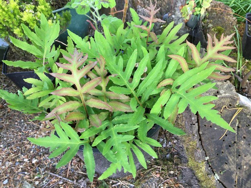 Sensitive Fern