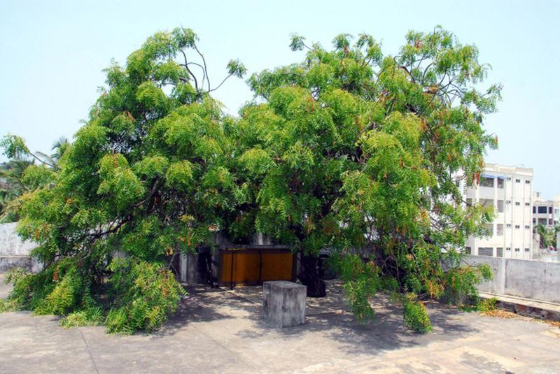 Shade and Shelter