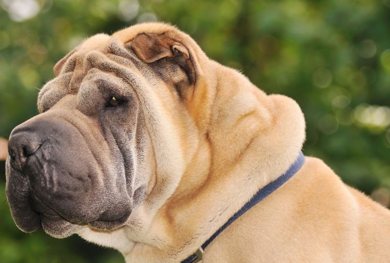 Shar Pei