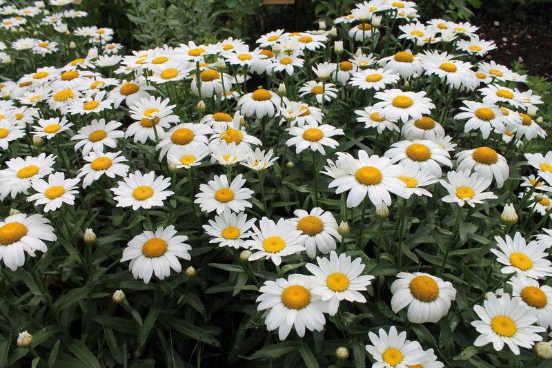 Shasta Daisy