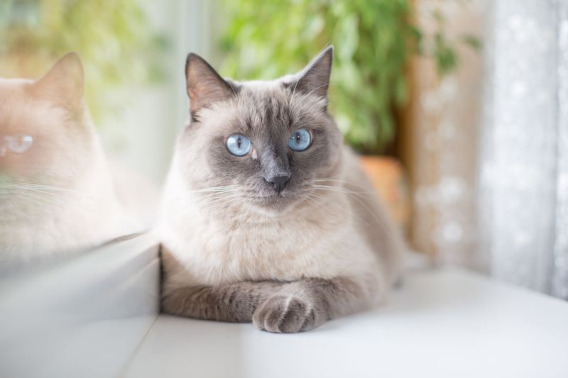 Siamese