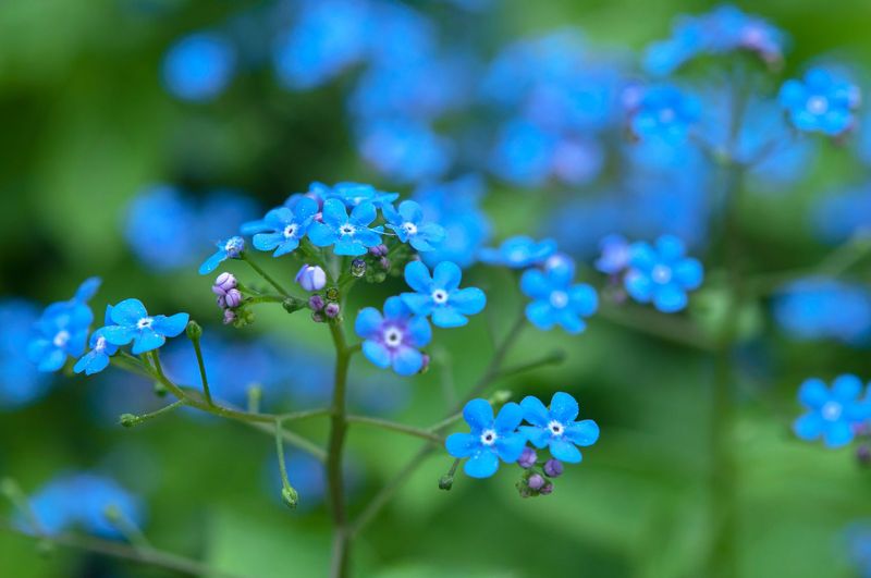 Siberian Bugloss