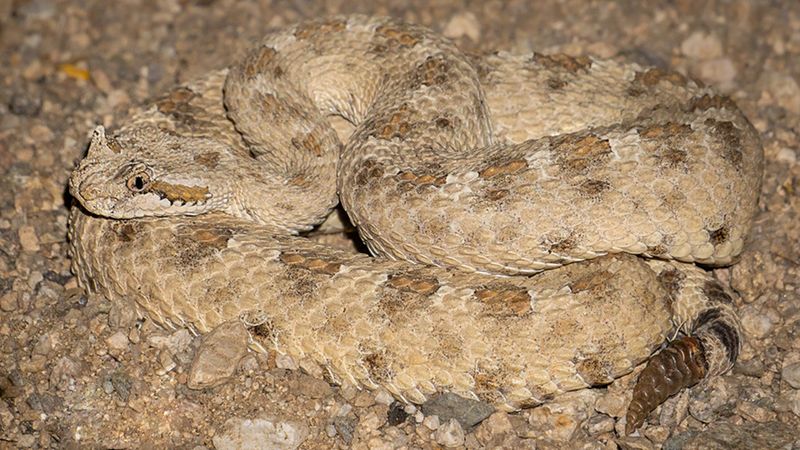 Sidewinder Rattlesnake