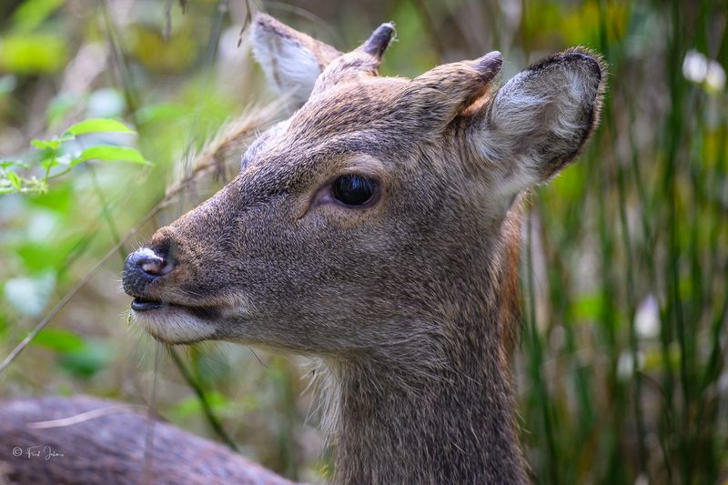 Sika Deer