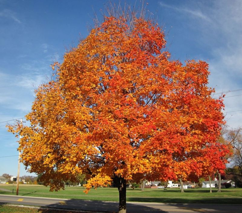 Silver Maple