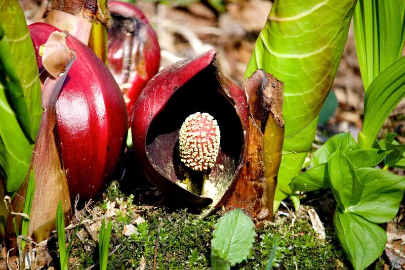 Skunk Cabbage