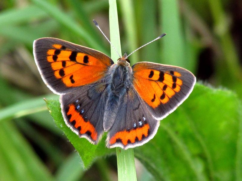 Small Copper