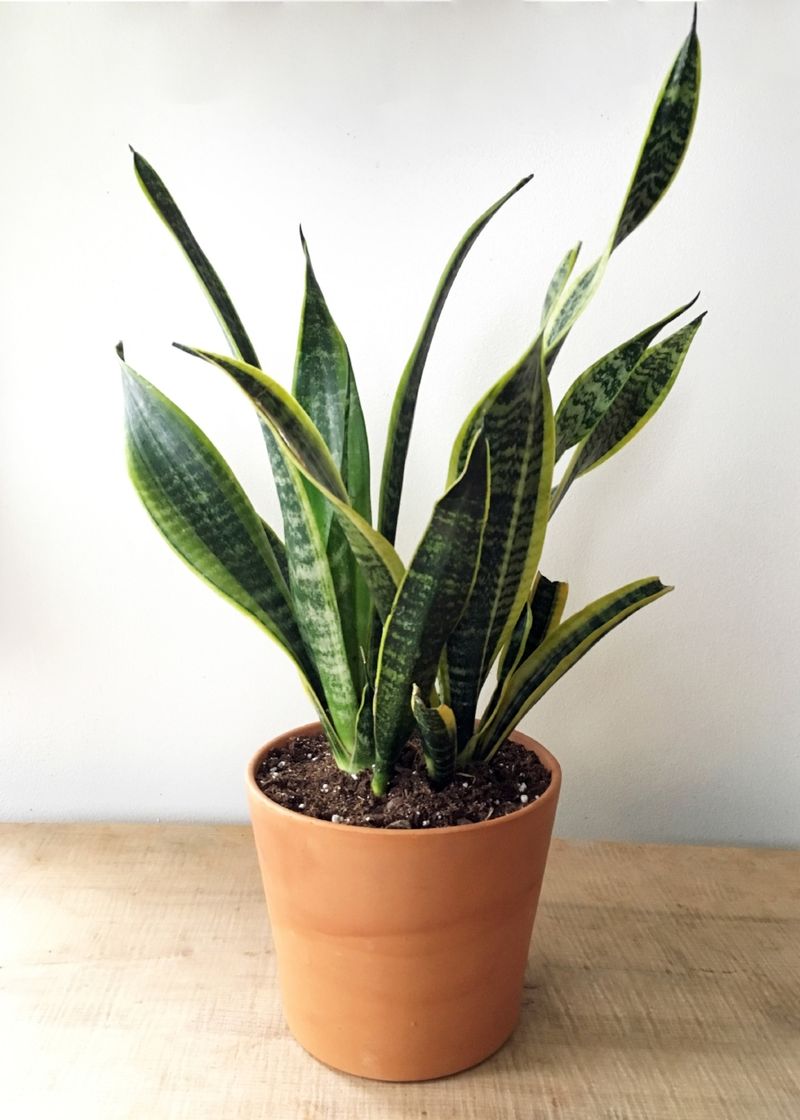 Snake Plant