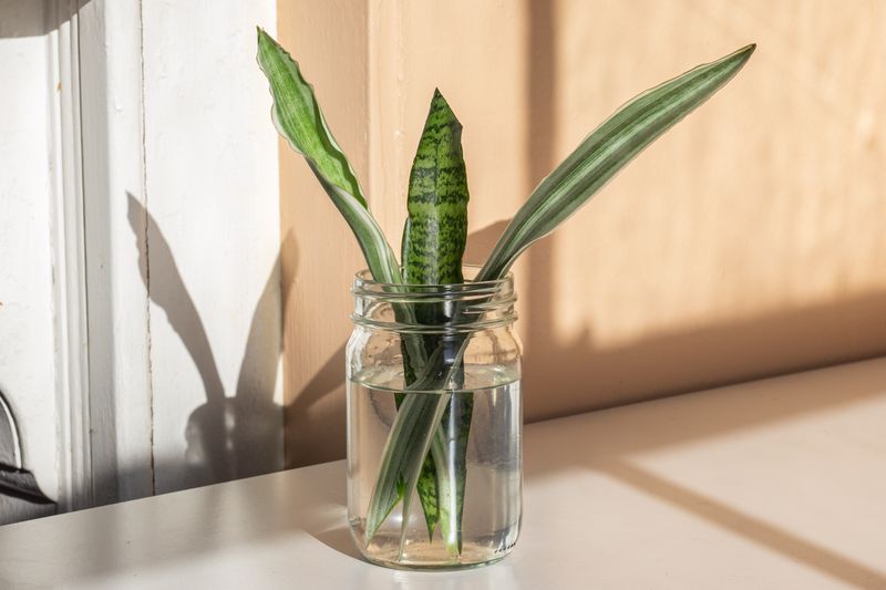 Snake Plant