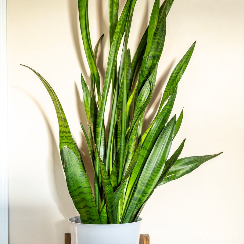 Snake Plant (Sansevieria trifasciata)