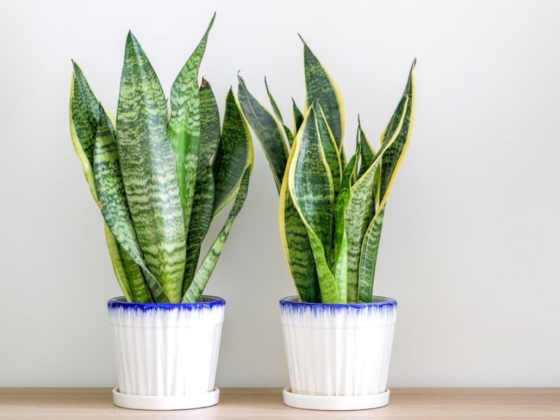 Snake Plant Secrets