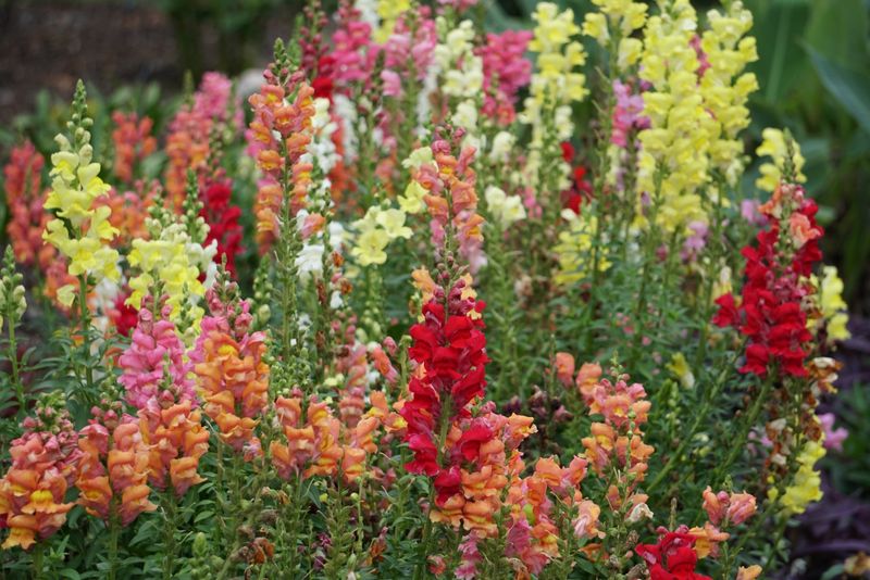 Snapdragons