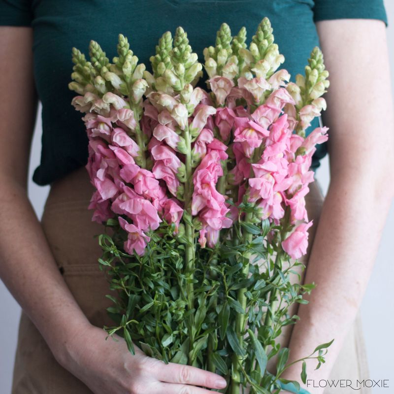 Snapdragons