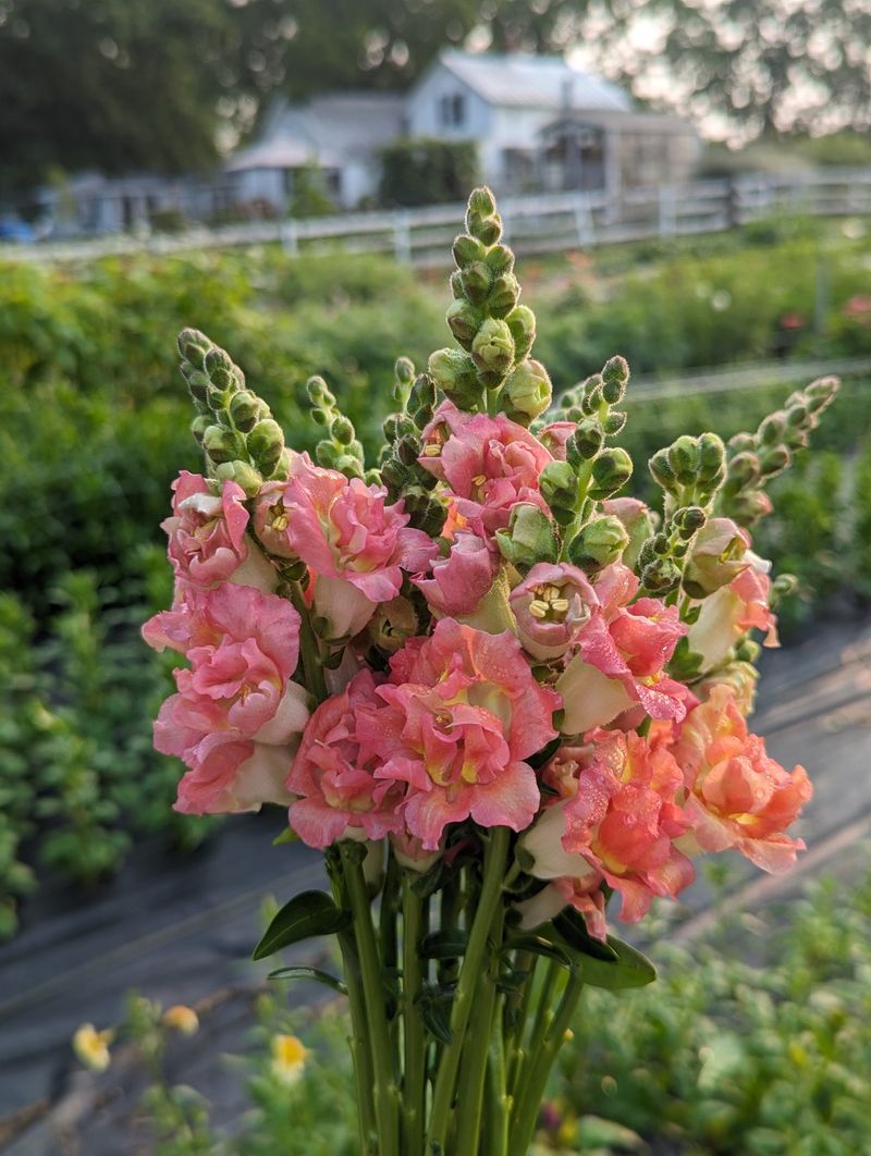 Snapdragons