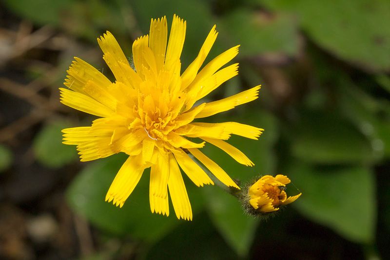 Snowdonia Hawkweed