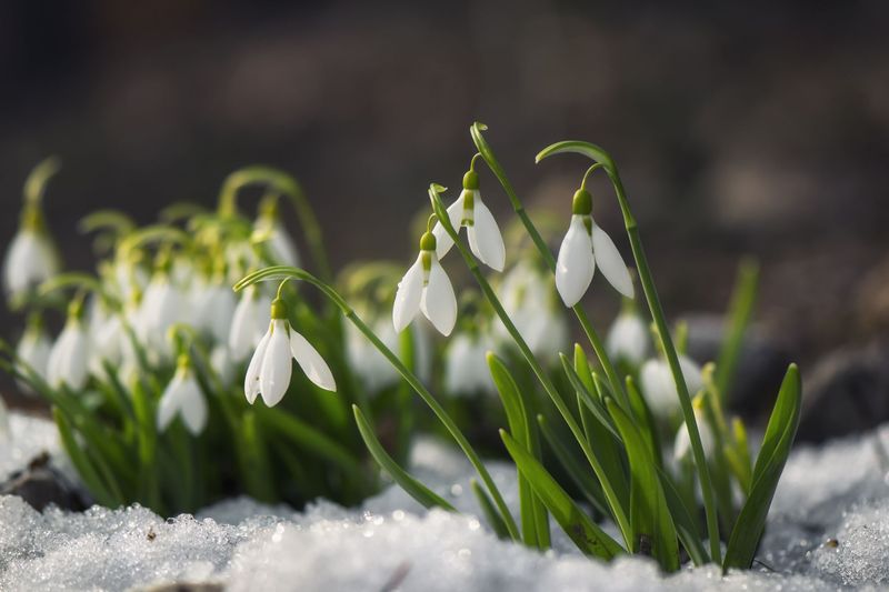 Snowdrop