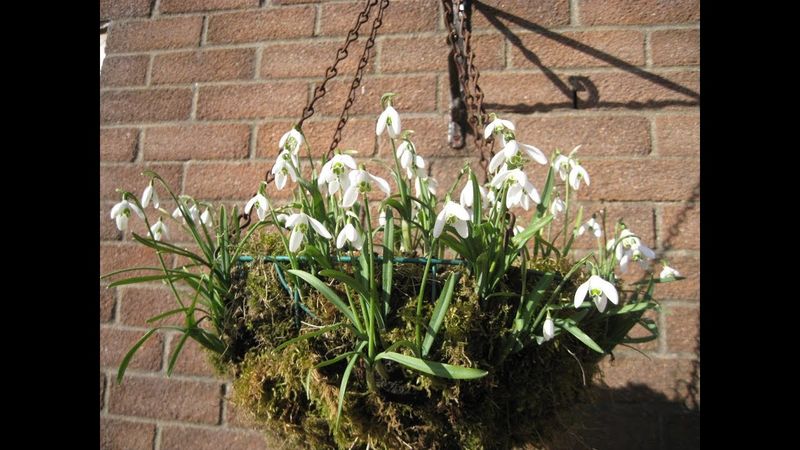 Snowdrops