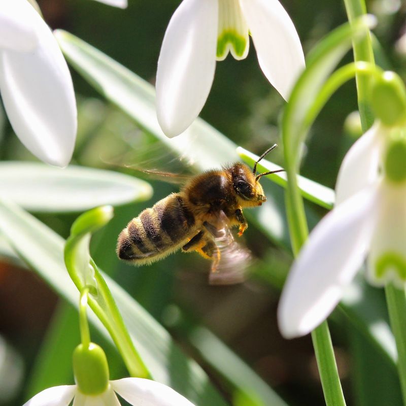 Snowdrops