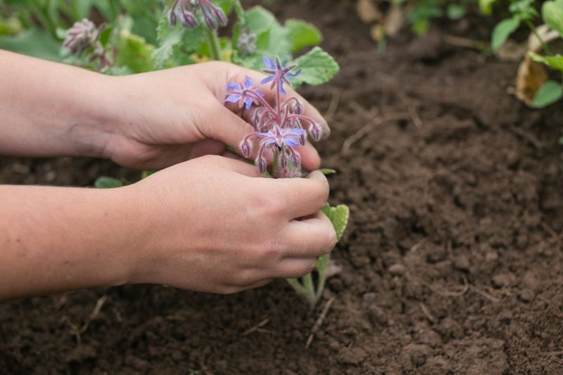 Soil Enrichment